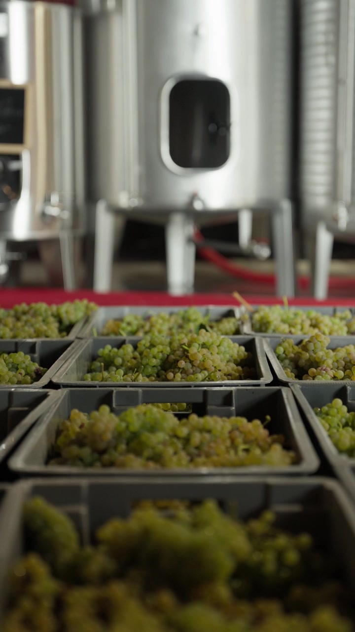 Crates of white grapes lined up on the cellar floor in front of stainless steel wine tanks