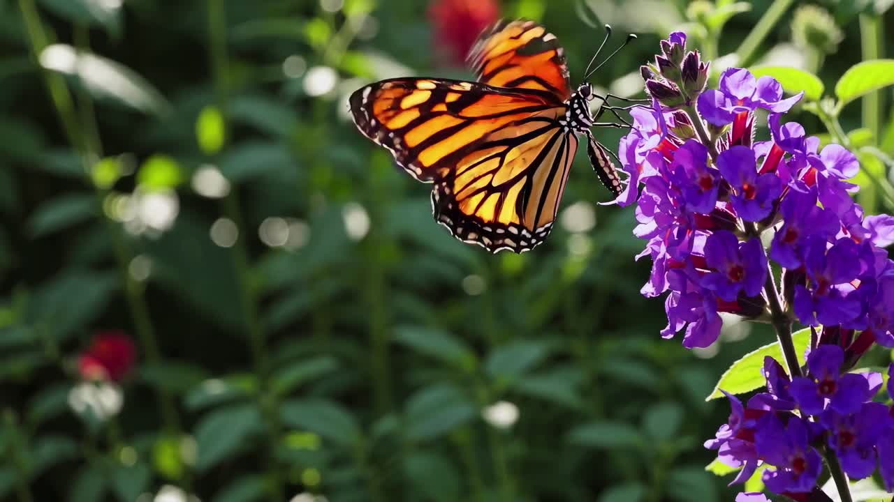 Close-up video of a vibrant butterfly on purple flowers, captured at eye level, showcasing nature's