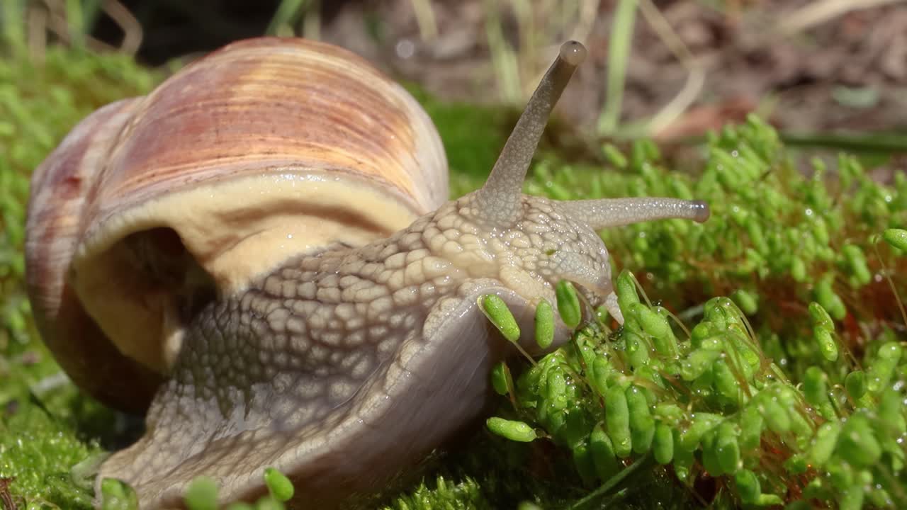Helix pomatia also Roman snail, Burgundy snail