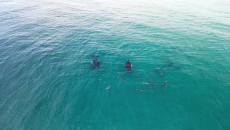 Buckelwale-Interagieren-Mit-Einer-Herde-Verspielter-Delfine,-Die-In-Die-Wärmeren-Gewässer-Des-Great-Barrier-Reef-In-Australien-Ziehen