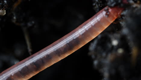 earthworm sliding through soil in ground. soil animal macro closeup