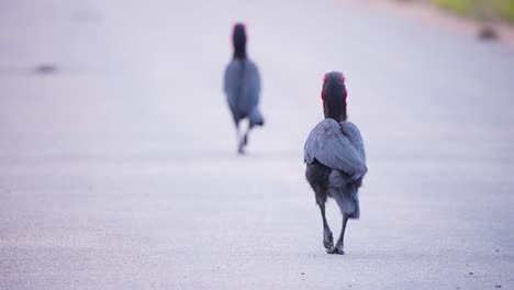 two southern ground hornbills prowling asphalt road in african savannah