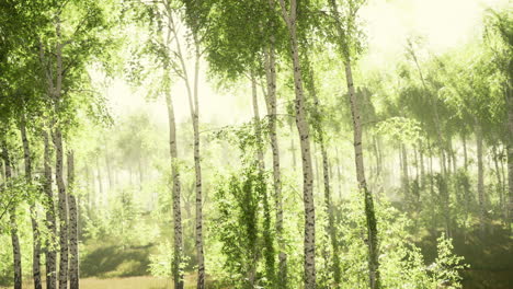 Sunrise or sunset in a spring birch forest with rays of sun shining