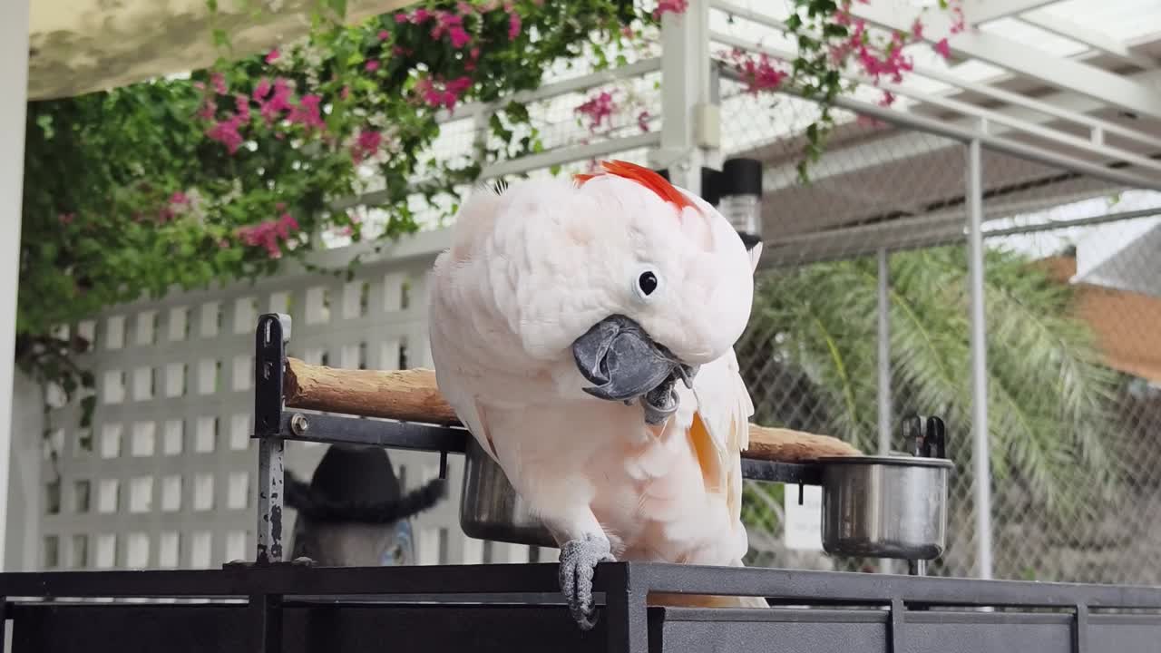 카카투 가 동굴 에 혀 있다