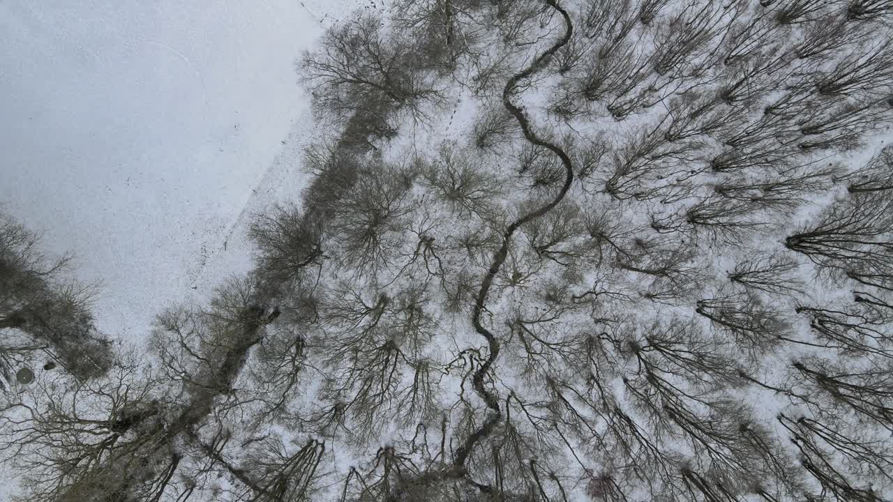 Winter woodland forest trees swaying overhead rising drone 4k