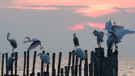 The-Great-Egret,-also-known-as-the-Common-Egret-or-the-Large-Egret