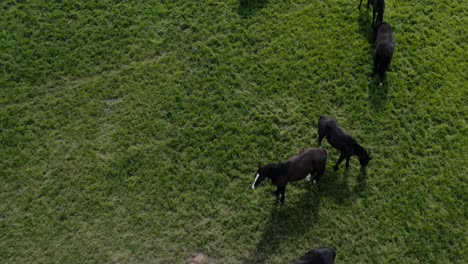 bird's eye view over herd of horses in the meadow - drone shot