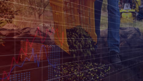 graph animation over harvesting olives in baskets