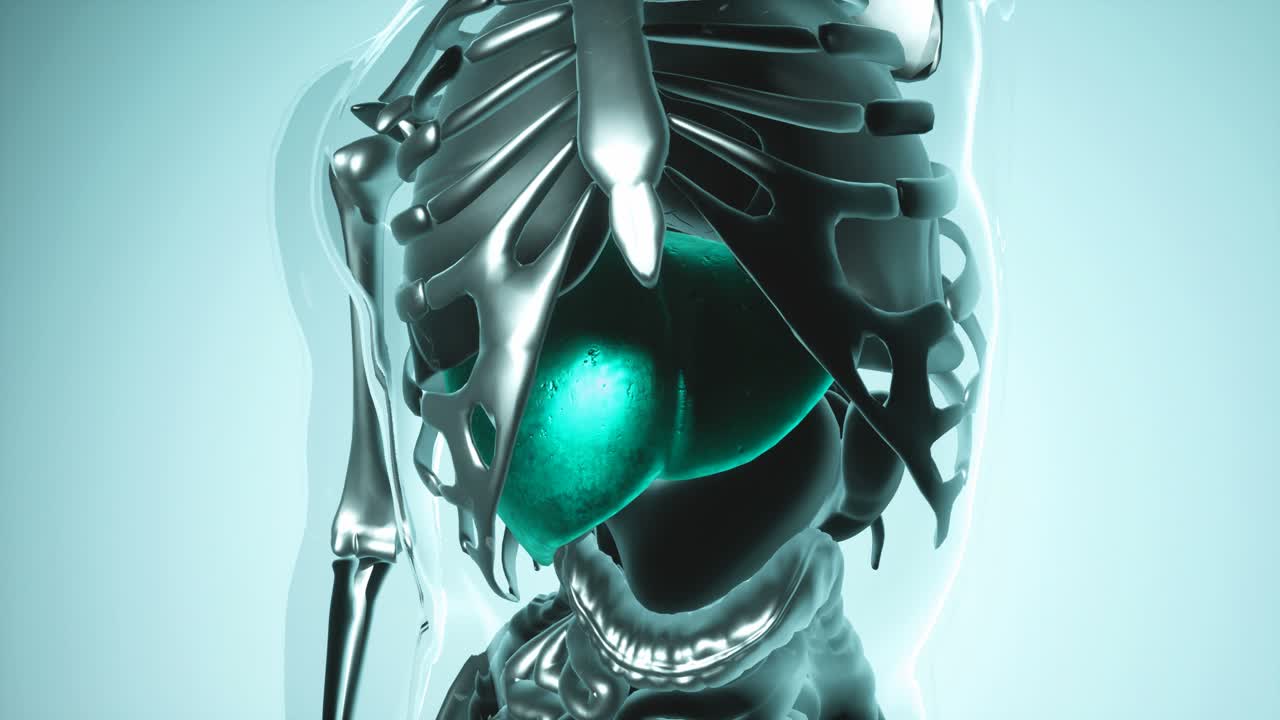 modelo de hígado humano con todos los órganos y huesos