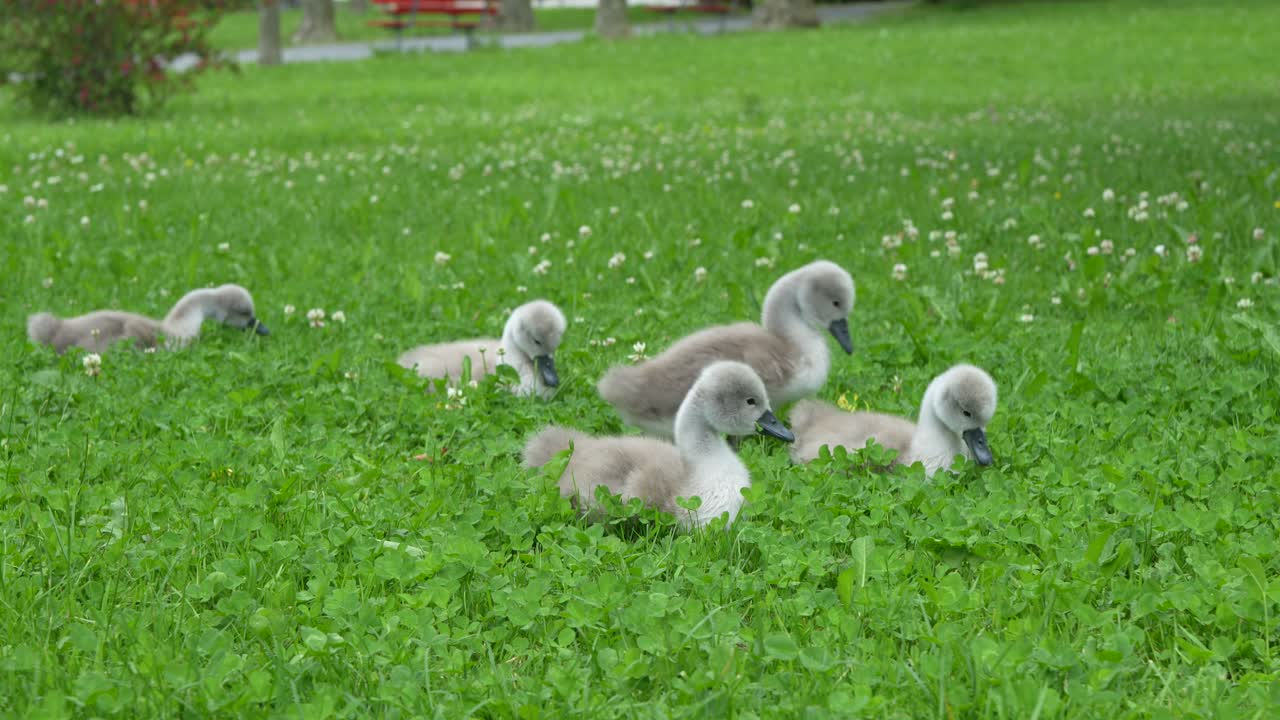 Adorable Group of Cygnets Foraging and Playing in Green Clover Field