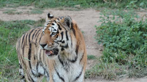 static shot of a tiger looking around