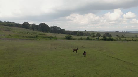 Misty-morning-pasture-of-horses-in-a-green-meadow-in-the-mountains