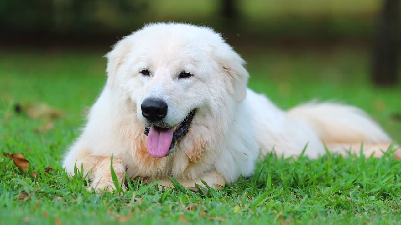 4k 해상도에서 아름다운 대 개. 4k에서 순수한 품종의 개 초상화