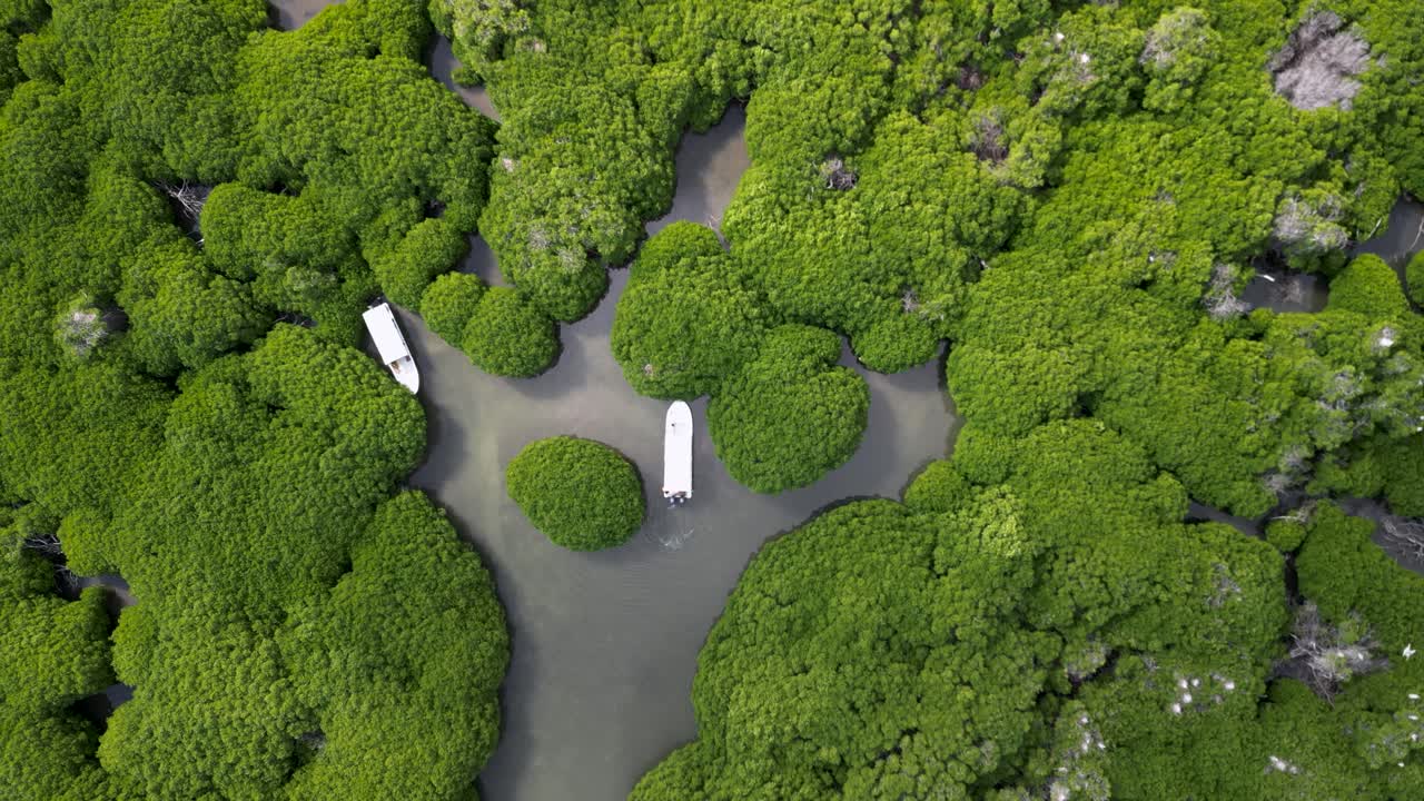 "descubra el bosque de al-qandal en jazan" este video captura la exuberante vegetación y la belleza serena del bosque de al-qandal, ideal para viajes, ecoturismo y destino.