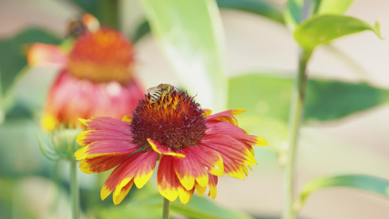 Bumblebee ballet on a cockade flower, a mesmerizing dance of nature's pollination in a vibrant garden