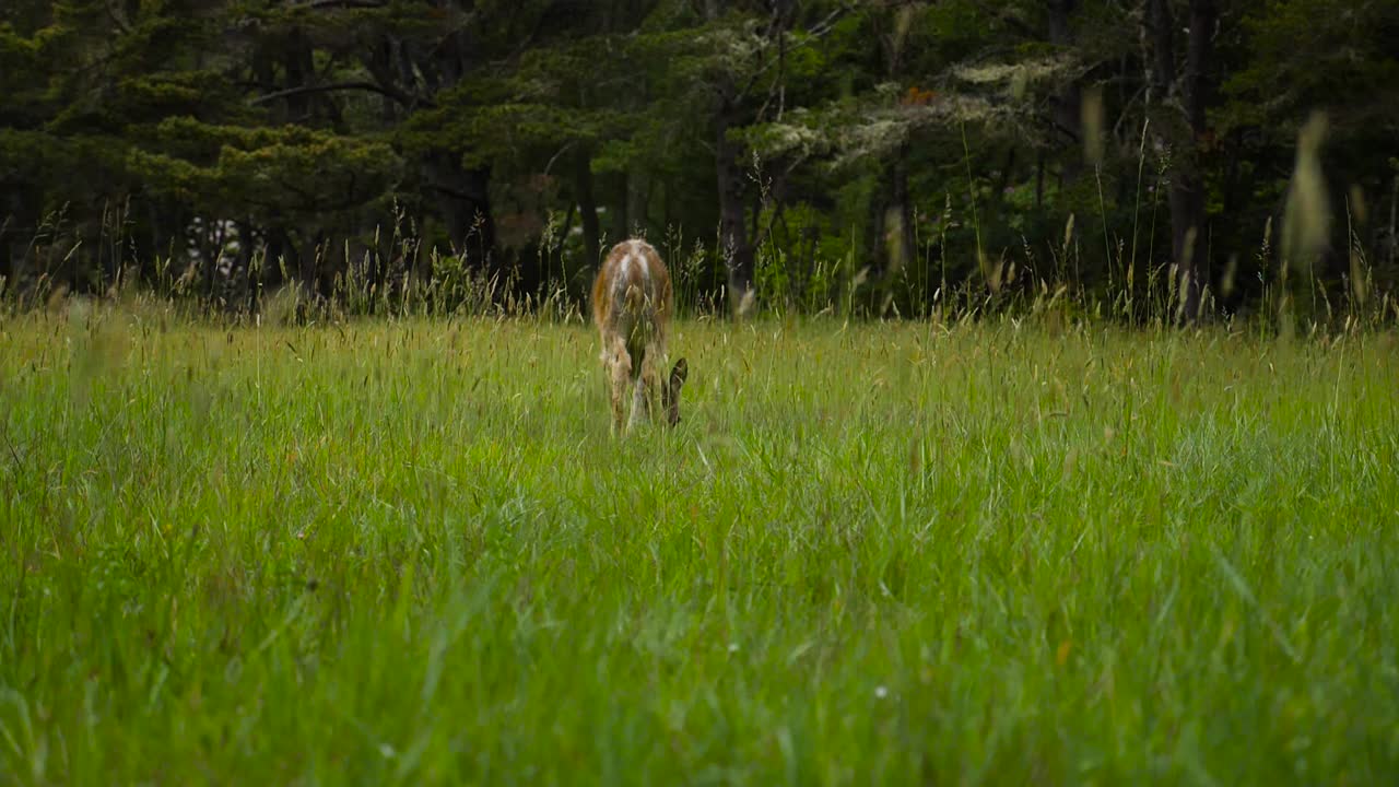 el ciervo come en un campo graso