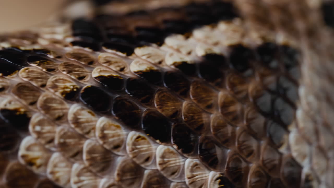 Close-up of snake scales