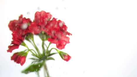 agua goteando sobre las flores en súper cámara lenta