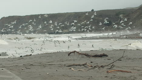 Toma-Amplia-En-Cámara-Lenta-De-Una-Bandada-De-Gaviotas-Despegando