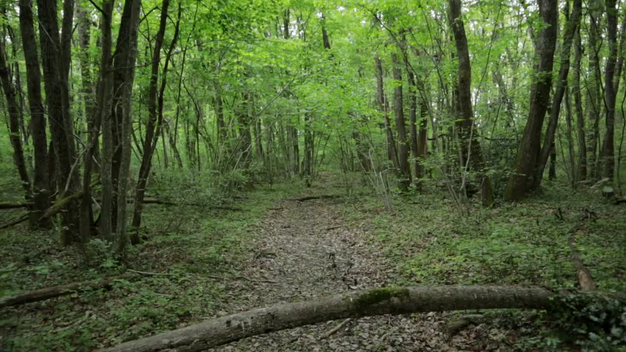 toma en movimiento hacia atrás pasando por debajo de una rama y luego en lo alto de un tranquilo camino forestal en un bosque uniformemente iluminado, toma con grúa gran angular