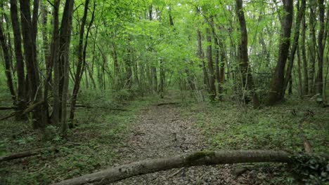 Rückwärtsbewegung,-Aufnahme-Unter-Einem-Ast-Hindurch,-Dann-Hoch-Oben-Auf-Einem-Ruhigen-Waldweg-In-Einem-Gleichmäßig-Beleuchteten-Wald,-Weitwinkelaufnahme-Des-Krans-Nach-Oben