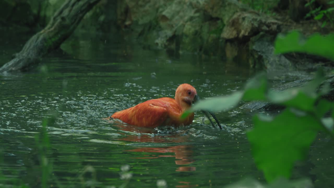Ibis scarlatto che sguazza in uno stagno circondato da una lussureggiante vegetazione verde e rocce naturali.