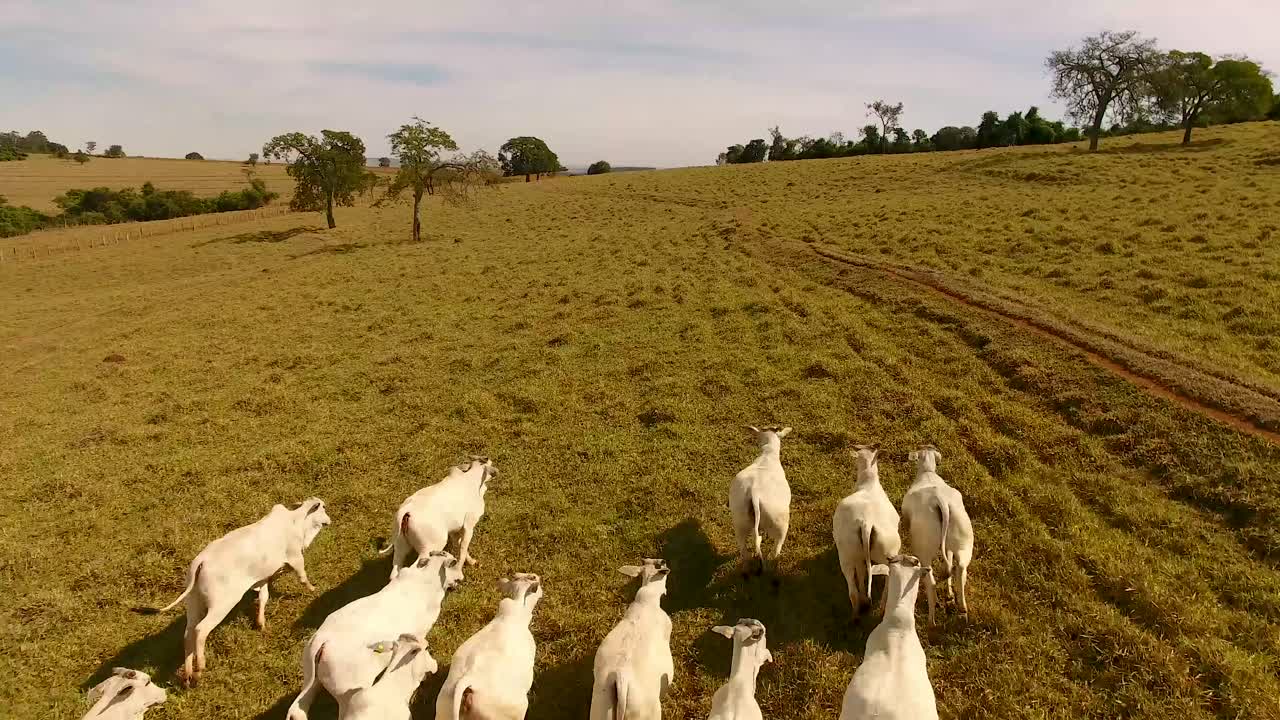 Mandria di bovini in un campo