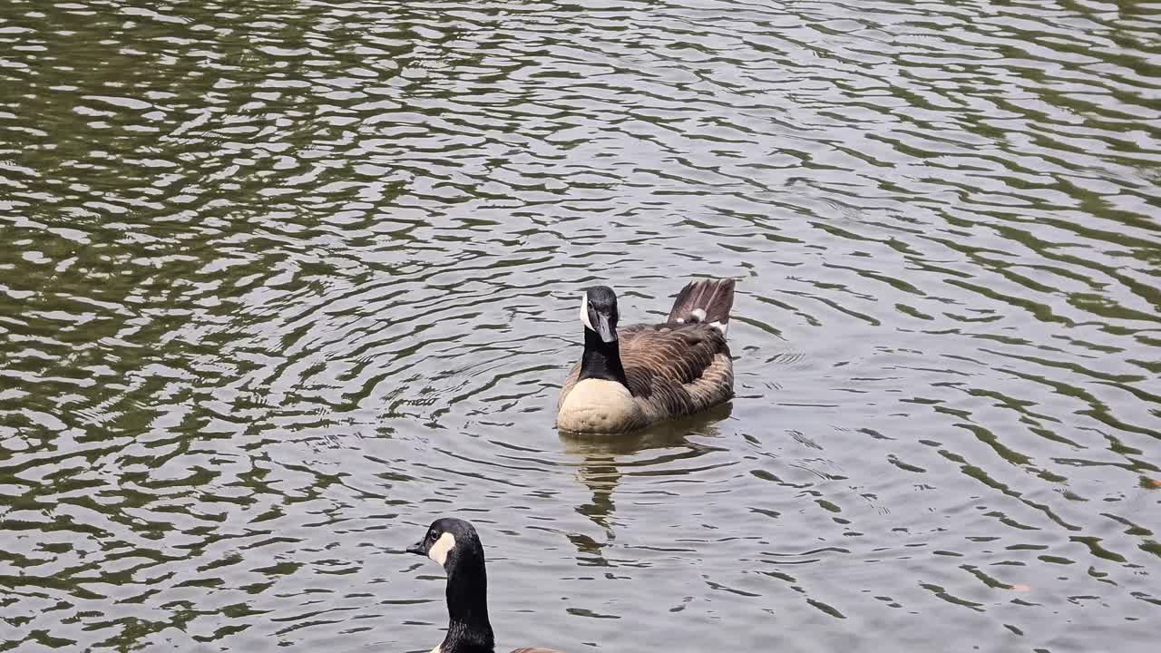 Wild egyptian goose swimming quietly on a peaceful lake
