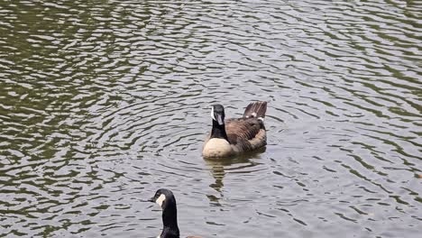 wild egyptian goose swimming quietly on a peaceful lake