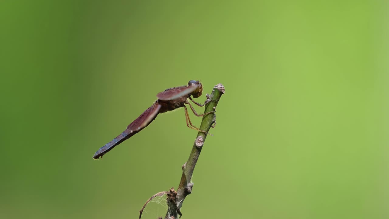 sombrilla común, neurothemis fluctuans