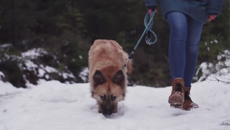 Perro-Olfateando-El-Suelo-De-Nieve,-Sendero-Del-Bosque-De-Invierno,-Piernas-Del-Manejador-Al-Lado