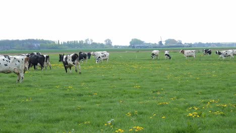 Rebaño-De-Ganado-Lechero-Corriendo-Y-Pastando-En-Los-Pastos-Verdes-Durante-El-Día