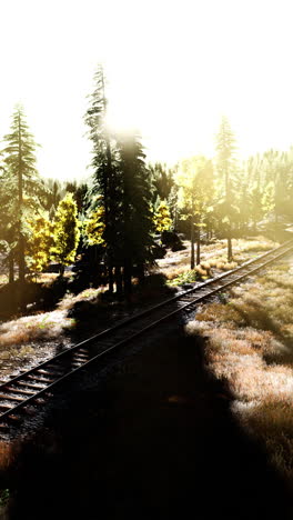 railroad tracks through a sunny forest