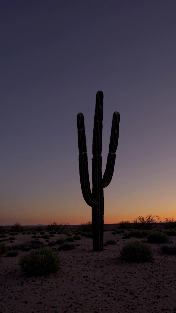 Saguaro Cactus Silhouette in the Desert at Sunset