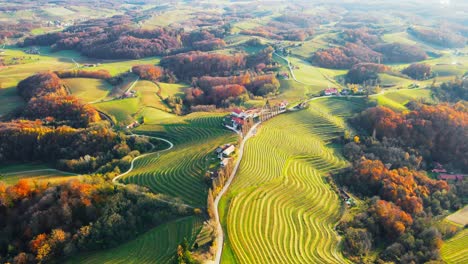 stunning aerial 4k drone footage of an wine region of jeruzalem, slovenia