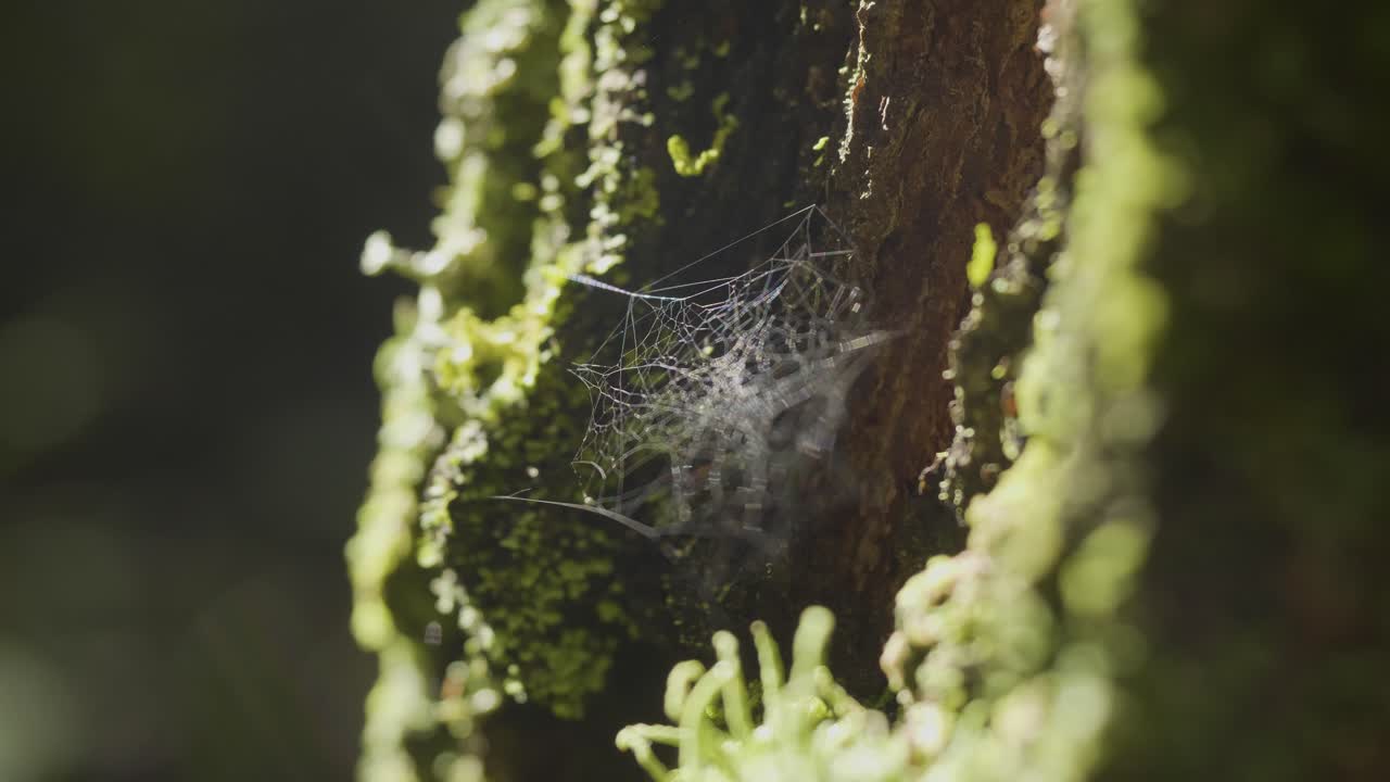 la red de araña en un tronco de árbol