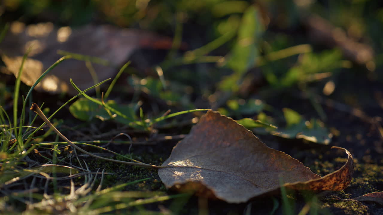 Closeup fallen leaves lying ground in shadow. Dry brown leaf view on dark soil.