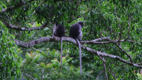 one on the right faces to the right while scratching then the one on the left turns around to look, dusky leaf monkey trachypithecus obscurus, thailand