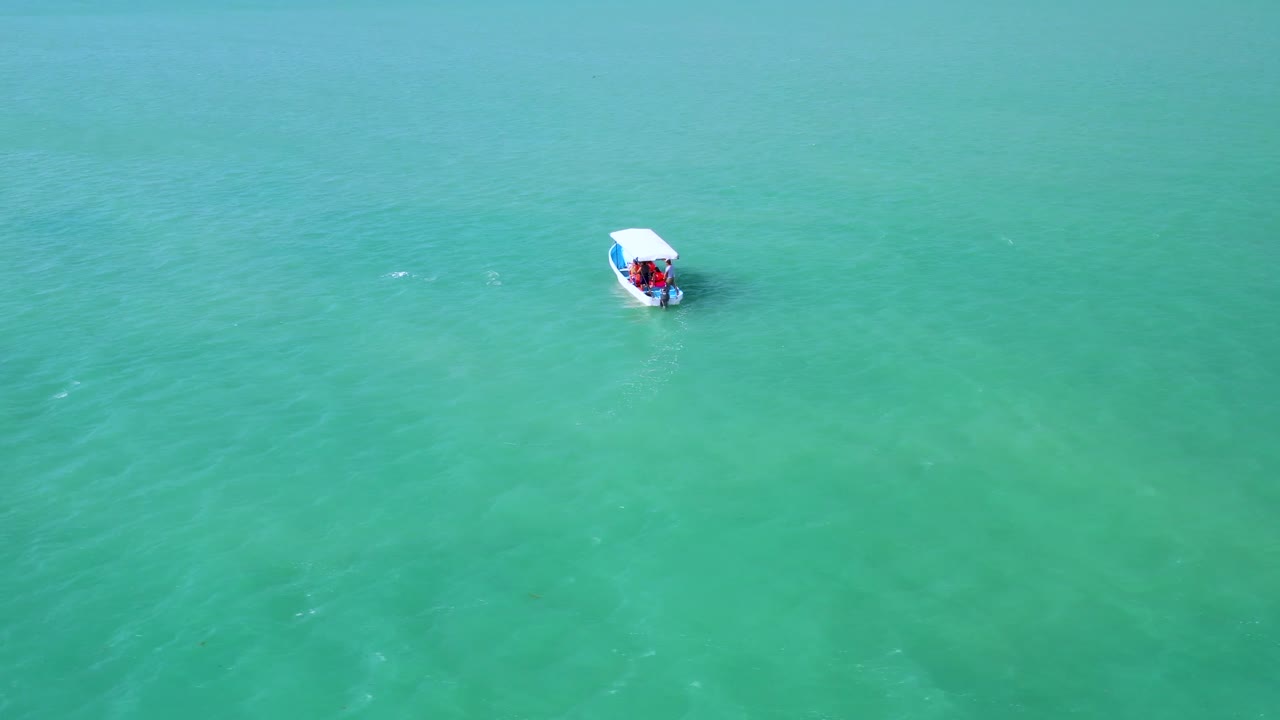 Drone aerial video of a dolphin swimming by a speed boat iin turquoise water of Gulf of Mexico at sunset