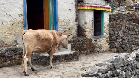 A-cow-walking-past-some-prayer-wheels-in-the-Himalayan-Mountains-of-Nepal