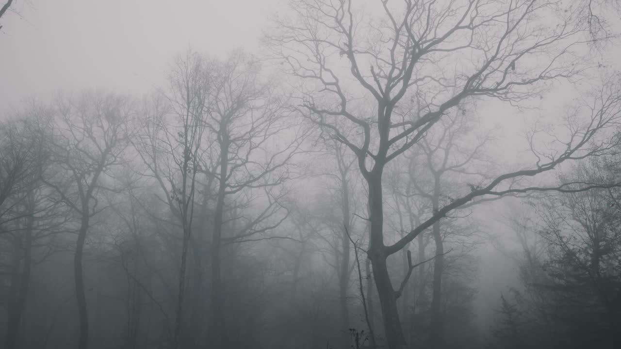 vista panorámica desde abajo, bosque misterioso en la niebla con árboles altos, otoño después de la caída de las hojas, en transilvania, rumania