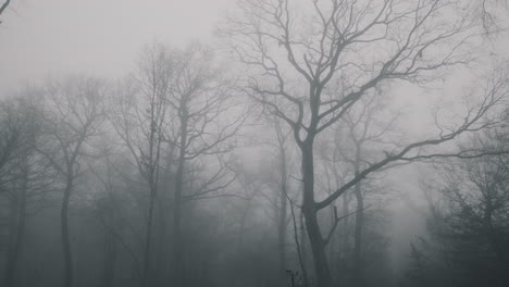 panoramic view from below, mysterious forest in fog with tall trees, autumn after falling leaves, in transylvania, romania