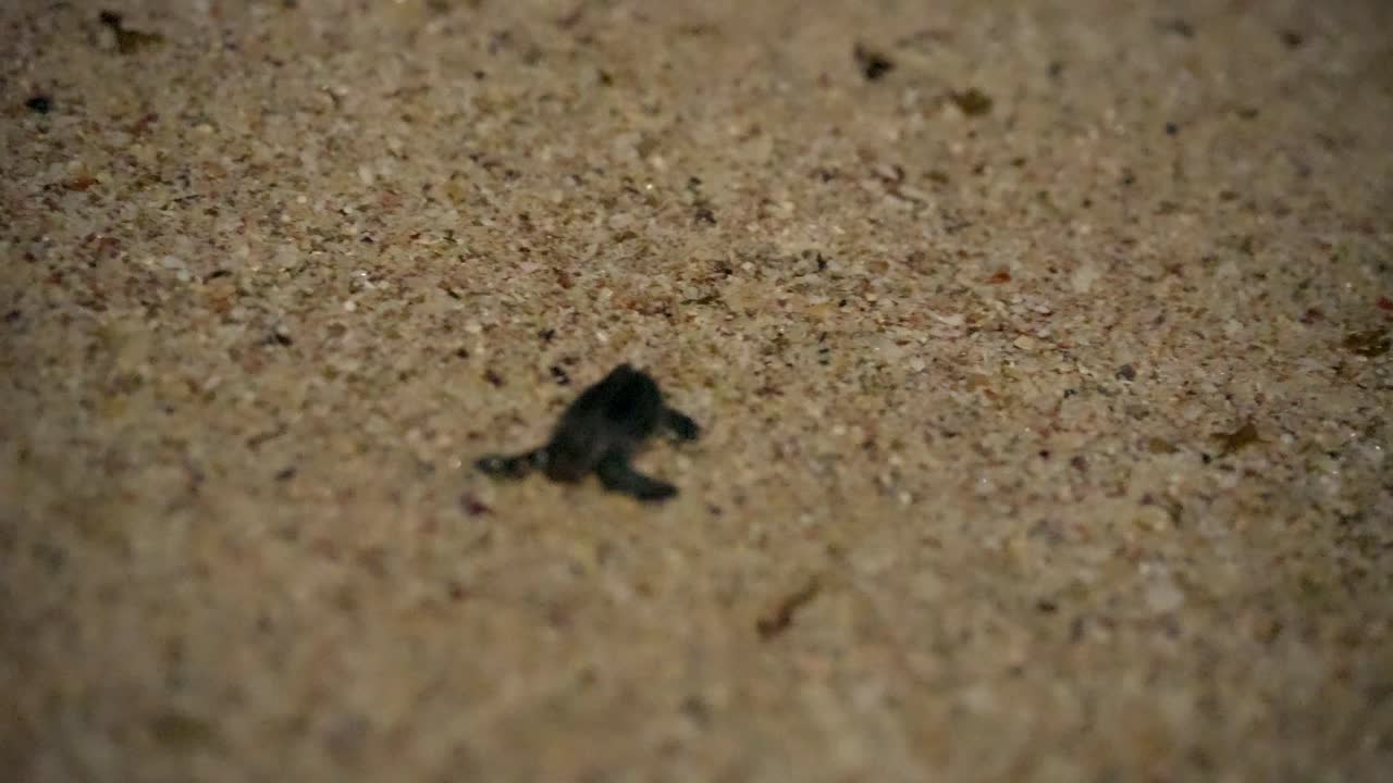 검은 질 피부 놀라운 바다 거북이 호크스빌 아기 동물 바다 어을 향해 기어 마을 이란 투어 풍경 모험 qeshm 섬 자연 여행 해안 서식지 이국적 페르시아 만 여행 가이드