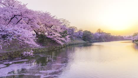 time lapse of cherry blossom flowers reflected on river in sunset