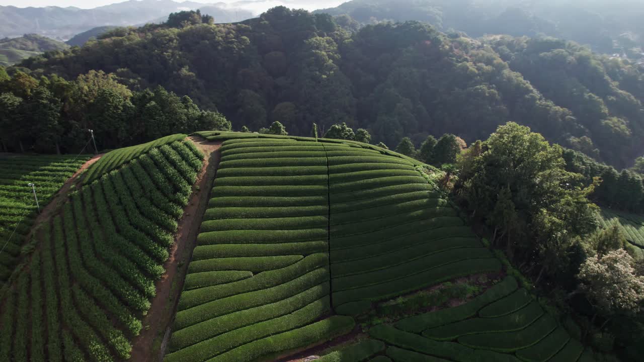교토 차 지역 공중 촬영, 플랜테이션 파노라마 일본 녹색 우지 차 농장