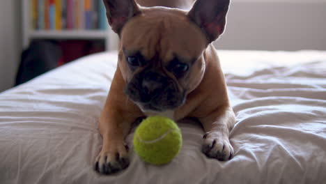 Primer-Plano-De-Un-Lindo-Perro-Toro-Francés-Jugando-Con-Una-Pelota-De-Tenis-En-La-Cama-En-Casa-Durante-El-Día---Toma-En-Cámara-Lenta