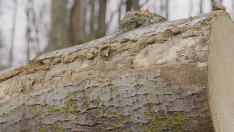 Timber-logging-in-forest