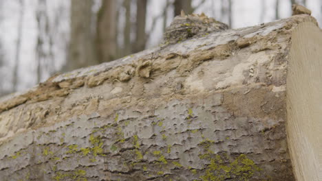 tala de madera en el bosque