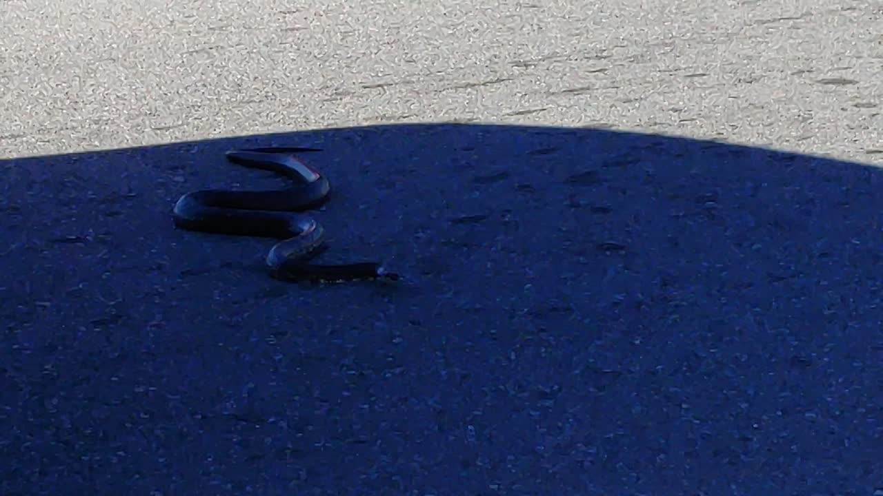 Dramatic footage of a snake crossing the road in traffic ready as a vehicle as it passes over the snake