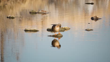 One-Female-Mallard-Duck-Preening-Feathers-Standing-on-Stone-in-Shallow-Water-Pond-in-Autumn-Forest